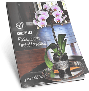 Essential Care Checklist| Orchid Care | Just Add Ice Orchids
